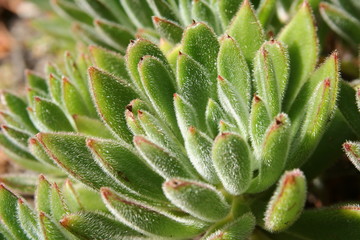 Echeveria succulent plant (var)