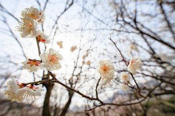 plum blossom the beginning of spring
