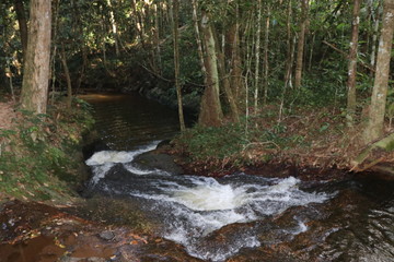 stream in forest