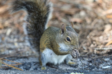 A North American Eastern Grey Squirrel eats a French Fry