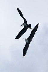 greater frigatebird