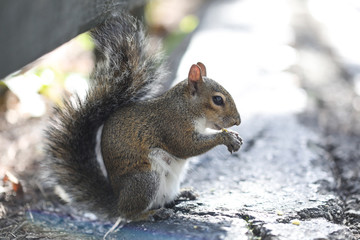A North American Eastern Grey Squirrel eats a French Fry