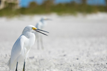 A snowy egret bird in Florida 