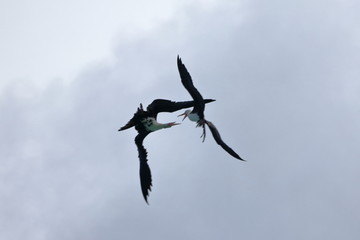 greater frigatebird