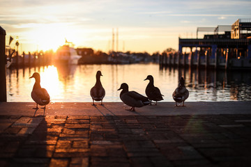 Silhouettes of mallard ducks in downtown Annapolis, Maryland near the boat docks