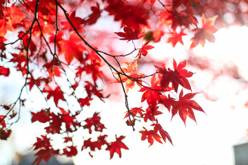 Red leaves during the autumn season in Washington, D.C.