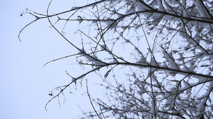 Close up tree branches covered with snow. Winter background.