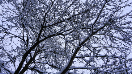 Close up tree branches covered with snow. Winter background.