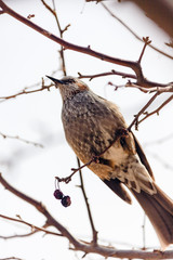 fruit-eating birds and spring