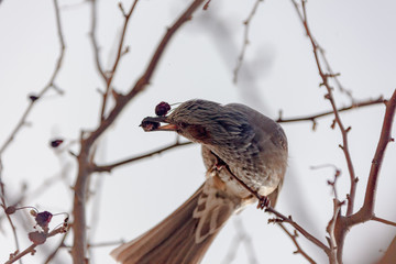 fruit-eating birds and spring