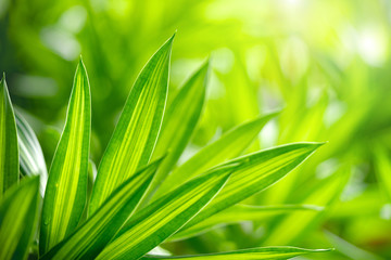 Closeup view of natural green leaf color under sunlight. Use in the background, or wallpaper.  Nature concept.