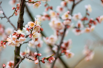 Japanese apricot flower