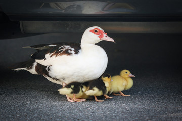 A duck and her ducklings hide under the hood of a car in Orlando, Florida