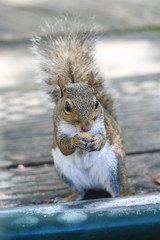 A curious hungry Eastern Grey Squirrel eats a french fry in a national park in Florida near Orlando.