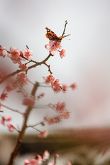 Japanese apricot flower