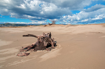Driftwood tree stump with roots under cumulus clouds on Ventura beach in California United States