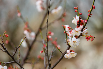 Japanese apricot flower