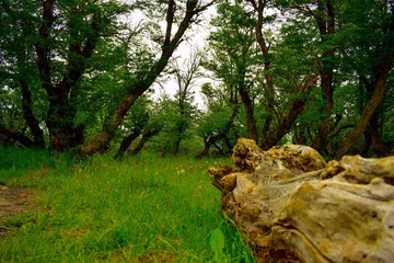 en primer plano un tronco con musgo en un denso bosque verde