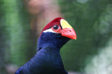 A colorful Asian bird in the aviary at a zoo in Florida