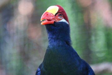 A colorful Asian bird in the aviary at a zoo in Florida