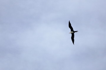 greater frigatebird