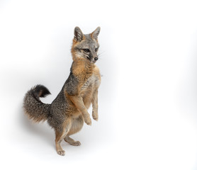 Fototapeta premium Grey Fox Close Up Portrait Isolated on White Background