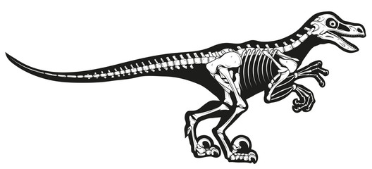 velociraptor skeleton, velociraptor fossil, Velociraptor bones, fossil dinosaur, vector graphic to design
