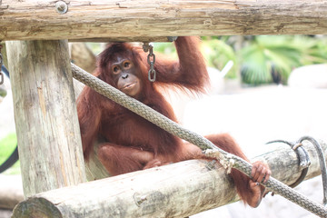 A sad orangutan held in captivity at a zoo in Florida