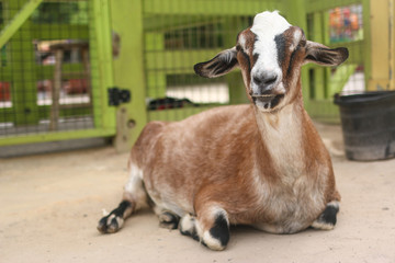A friendly and curious goat in an outdoor enclosure