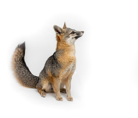 Grey Fox Close Up Portrait Isolated on White Background