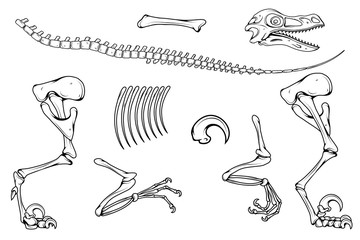 velociraptor skeleton, velociraptor fossil, Velociraptor bones, fossil dinosaur, vector graphic to design © avtorpainter