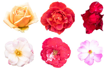 Blurred for Background.Beautiful rose isolated on the white background. Photo with clipping path.