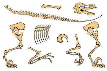 velociraptor skeleton, velociraptor fossil, Velociraptor bones, fossil dinosaur, vector graphic to design © avtorpainter