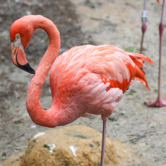 A pink flamingo at the National Zoo in Washington, D.C., USA