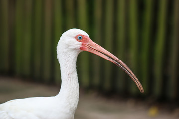 An American White Ibis bird in Florida