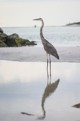 A blue heron on a beach in Clearwater, Florida