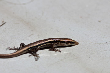 seychelles skink