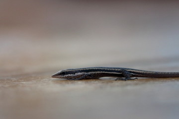 seychelles skink