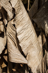 Dry and Withered banana leaves texture, Close up & Macro shot, Abstract pattern background, Thai fruit