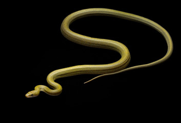 Green Ratsnake Senticolis triaspis southwest snake non venomous