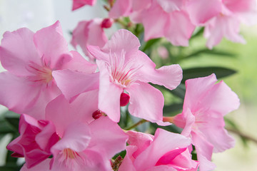 pink flowers oleander