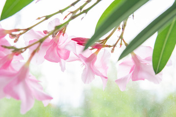 pink flowers oleander