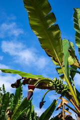 Fototapeta premium Banana Trees With Banana Blossom in the garden, Sky Background, Thai fruit