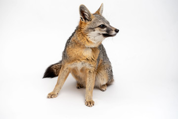 Obraz premium Grey Fox Close Up Portrait Isolated on White Background