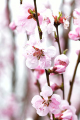 Obraz premium 桃の花