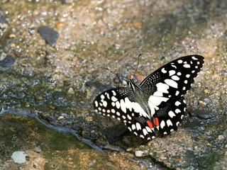 Close up Beautiful Butterfly are Sucking Water from The Ground, Selective Focus