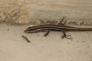 seychelles skink