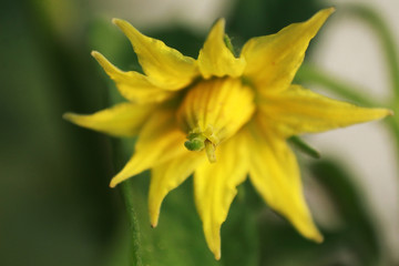 Tomato flower petal macro photo