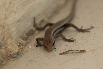 seychelles skink