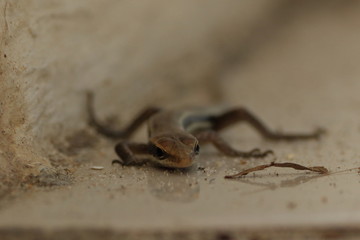 seychelles skink